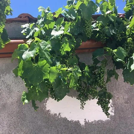 Apartmán Te Lola Pogradec